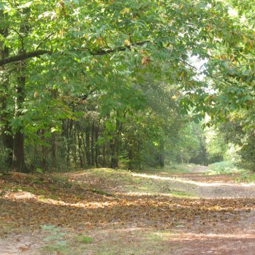 foret domaniale saint vincent sur jard - Crédit Photo : ©Office de Tourisme Destination Vendée Grand Littoral