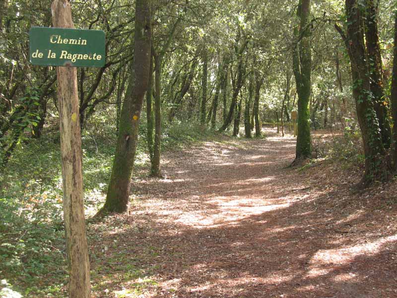 Forêt balades Saint-Vincent-sur-Jard