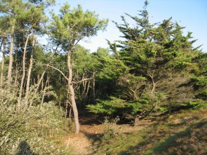 foret domaniale saint vincent sur jard - Crédit Photo : ©Office de Tourisme Destination Vendée Grand Littoral