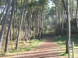 Forêt circuit balisé Saint-Vincent-sur-Jard