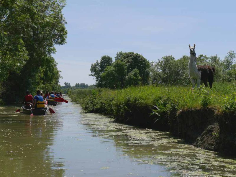 Maison du marais - Longeville-sur-mer - Balade en barque Marais Poitevin