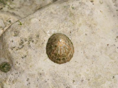 Berniques p&ecirc;che &agrave; pied Vend&eacute;e