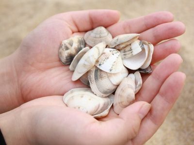 Palourdes p&ecirc;che en Vend&eacute;e