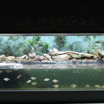 Mangrove aquarium Destination Vendée Grand Littoral