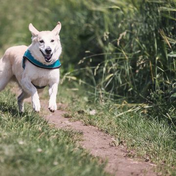 Balade avec chien en vendée grand littoral