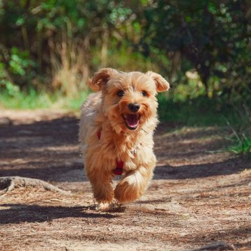 balade en forêt avec chien en vendée grand littoral