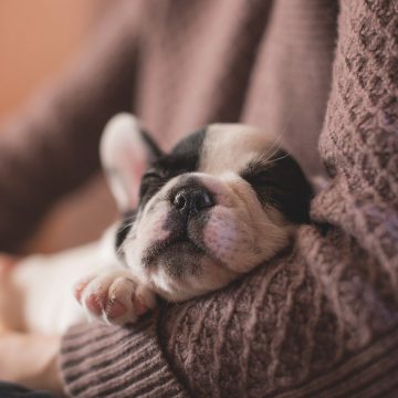 Chiens acceptés en Destination Vendée Grand Littoral