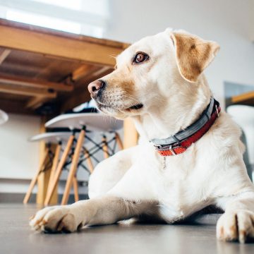 Chiens acceptés dans un restaurant en vendée grand littoral