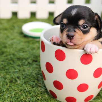 Chiens et chiots en Vendée