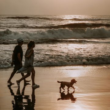 Plages accessibles pour les chiens en Vendée Grand Littoral