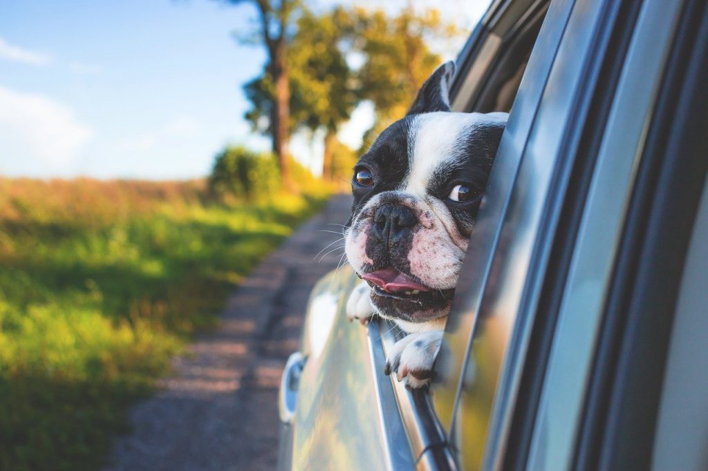 Chiens visites aux alentours - Sites touristiques accessibles aux animaux