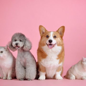 Fourrière animaux près de Talmont-Saint-Hilaire - Les Sables d'Olonne