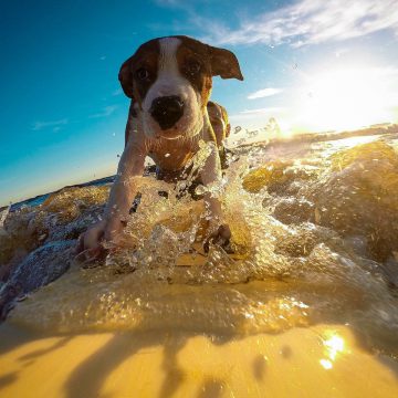 Plages accessibles aux chiens en Vendée