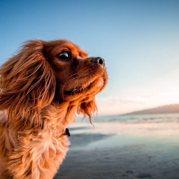 Plages accessibles aux chiens en Vendée Grand Littoral