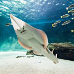 Aquarium de Vendée à Talmont Saint Hilaire