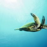 Aquarium de la Rochelle et tortue Aquarium de la Rochelle et tortue