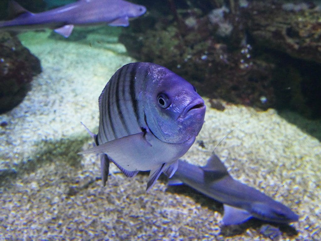 Aquariaum_de_Vend&eacute;e_regard_poisson