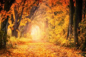 Automne - Activités pendant les vacances de la Toussaint - Vendée