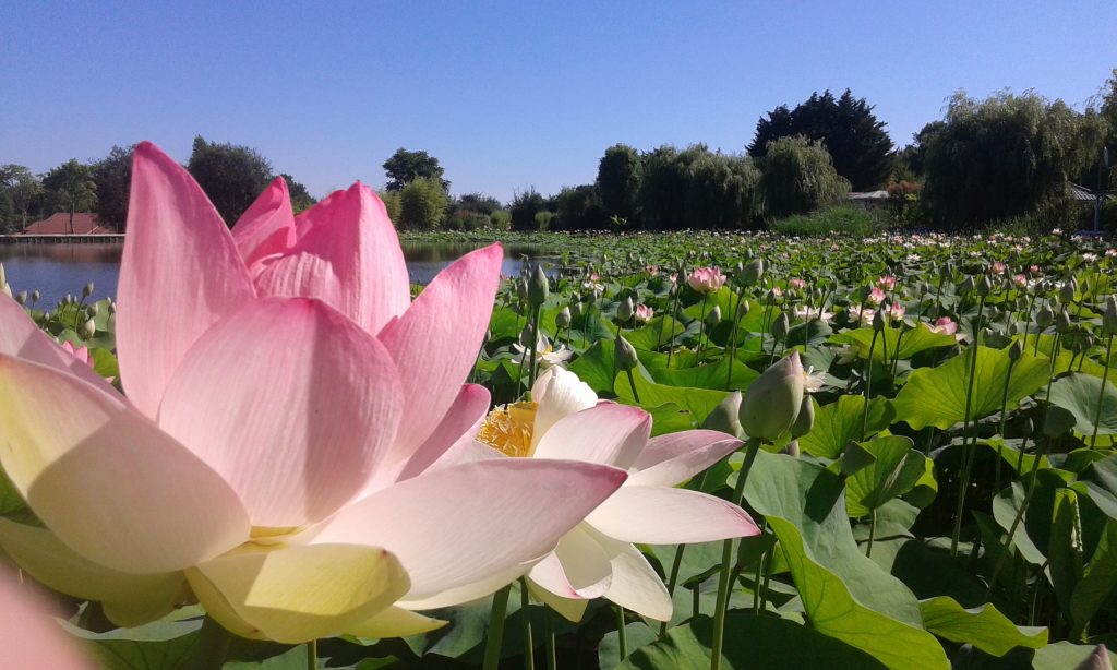 lac-des-lotus-1