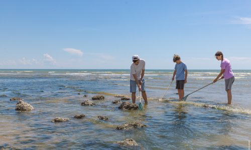 peche-a-pied-plage-du-bouil-credit-simon-bourcier peche-a-pied-plage-du-bouil-credit-simon-bourcier