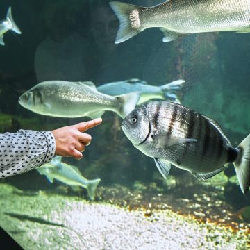 France, Talmont Saint Hilaire, 2025-05-07. Aquarium de Vendee. Photographie de Pierre Ollier / Onshore Studio.