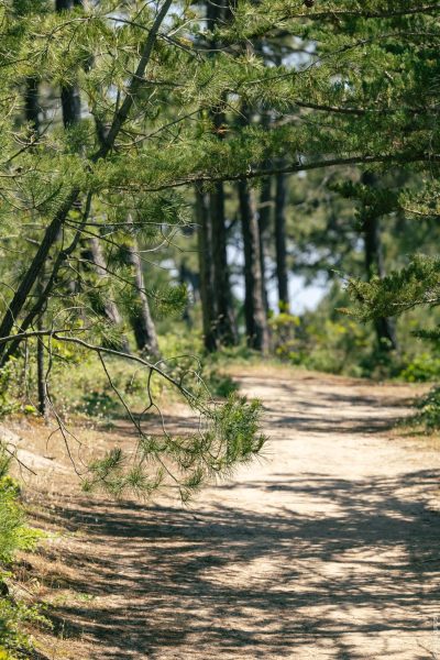Bois_Forêt Bois_Forêt